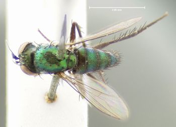 Media type: image;   Entomology 12973 Aspect: habitus dorsal view